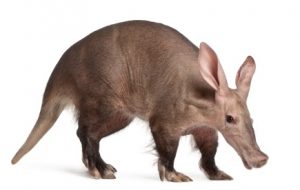aardvark small