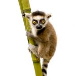 iStock_000006567835XSmall