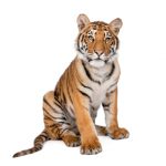 iStock_000010481504XSmall