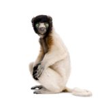 iStock_000010554748XSmall
