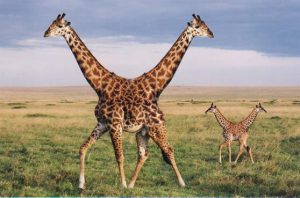 PushMePullYouGiraffes