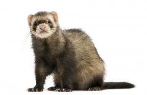 ferret-300x194