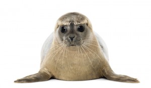 seal-dreamstime_xs_36784528-300x176